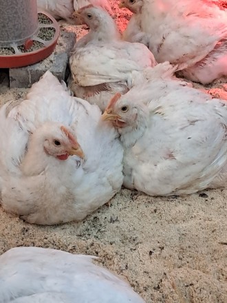 Продаж курчат бройлера,добового,підрощеного, живий вес. Тушкі. Подгайное. фото 1 Продаж курчат бройлера,добового,підрощеного, живий вес. Тушкі. Подгайное. фото 1