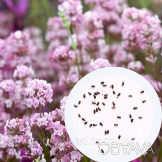Лаванда сорт Rosea семена 0,1 гр. (прибл. 100 шт) (Lavándula angustifólia) много