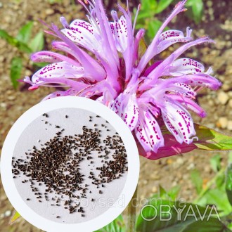 Монарда Брэдбери семена 0,01 гр. (прибл. 70 шт) (Monarda bradburiana) многолетня