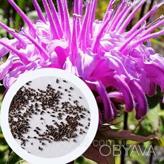 Монарда Дудчатая семена 0,01 гр. (прибл. 40 шт) (Monarda fistulosa) многолетняя