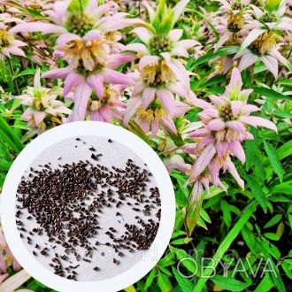 Монарда Точечная семена 0,01 гр. (прибл. 70 шт) (Monarda punctata) многолетняя б