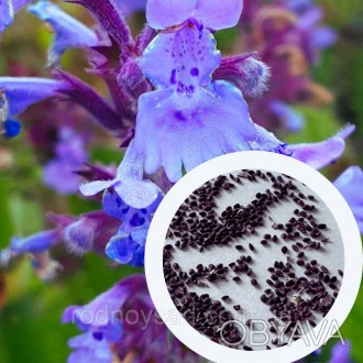 Котовник Крупноцветковый семена 0,02 гр. (прибл. 30 шт) (Nepeta grandiflora) мно