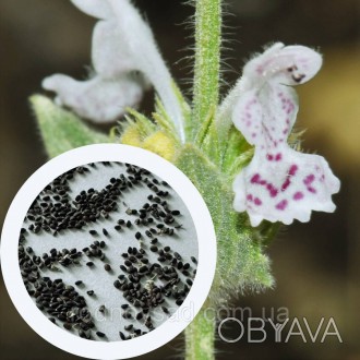 Котовник Итальянский семена 0,05 гр. (прибл. 30 шт) (Nepeta italica) многолетний