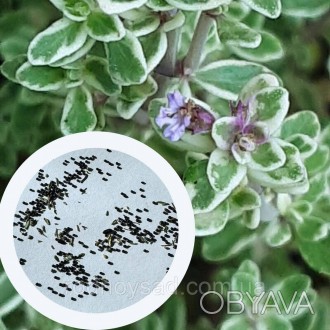 Чабрец Лимонный семена 0,01 гр. (прибл. 40 шт) (Thymus citriodorus) многолетний