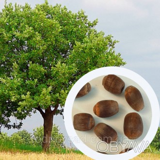Дуб Македонский семена (5 шт) (Quercus trojana) желудь троянский