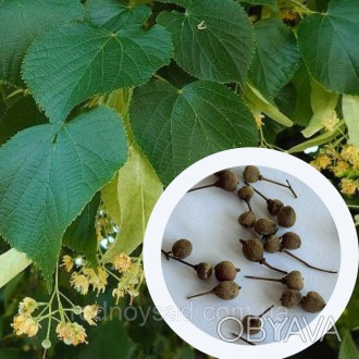Липа Сердцелистая семена (10 шт) (Tilia cordata) сердцевидная или мелколистая мо