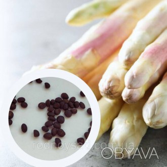 Спаржа Аржентельська насіння 1 гр (прибл 50 шт) (Aspáragus officinális) французс