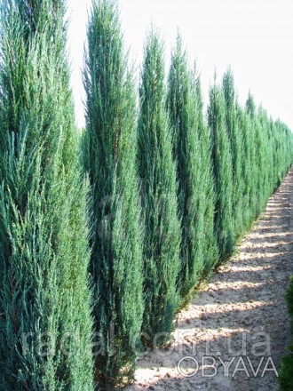 Можжевельник скальный Блю Эрроу Р9 ( Juniperus scopulorum Blue Arrow )