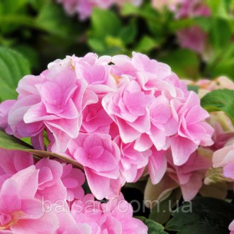 Гортензия крупнолистная Флорентина / Р12 / Hydrangea Florentina. Балаклея. фото 1 Гортензия крупнолистная Флорентина / Р12 / Hydrangea Florentina. Балаклея. фото 1