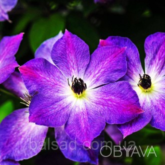 Клематис Клаудбёрст / Р9 / 2 года / Clematis Cloudburst
