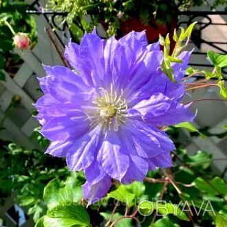 Клематис Коперникус / Р9 / 2 года / Clematis Copernicus