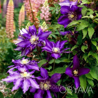 Клематис Хакуокан / C2 / 3 года / Clematis Hakuookan
