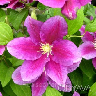 Клематис Ханя / C2 / 3 года / Clematis Hania