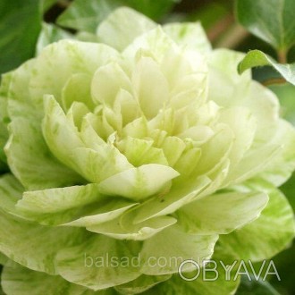 Клематис Кохана / C2 / 3 года / Clematis Kohana