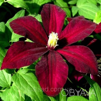 Клематис Вестерплатте / С2 / 3 года / Clematis Westerplatte