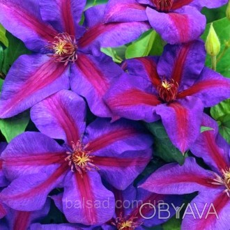 Клематис Вилдфайр / С2 / 3 года / Clematis Wildfire