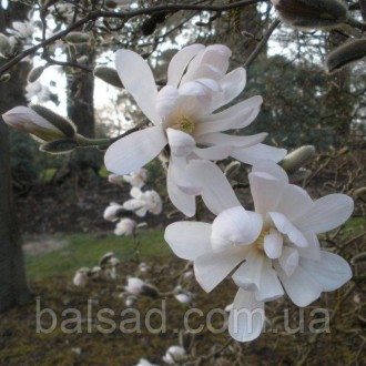 Магнолия звездчатая Ватерлили / Magnolia stellata Waterlily. Балаклея. фото 1 Магнолия звездчатая Ватерлили / Magnolia stellata Waterlily. Балаклея. фото 1