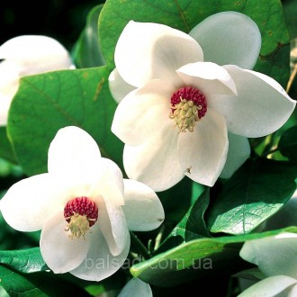 Магнолия Зибольда / Magnolia sieboldii. Балаклея. фото 1 Магнолия Зибольда / Magnolia sieboldii. Балаклея. фото 1