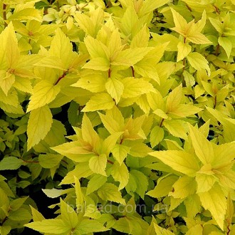 Спирея японская Голдмаунд / Spiraea japonica Goldmound. Балаклея. фото 1 Спирея японская Голдмаунд / Spiraea japonica Goldmound. Балаклея. фото 1