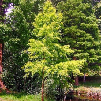 Таксодиум Пив Еллоу / С7,5 / h 80-100 / Taxodium Pevé Yellow. Балаклея. фото 1 Таксодиум Пив Еллоу / С7,5 / h 80-100 / Taxodium Pevé Yellow. Балаклея. фото 1