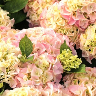 Гортензия Саксон Сонненштайн / Р14 / Hydrangea Saxon Sonnenstein. Балаклея. фото 1 Гортензия Саксон Сонненштайн / Р14 / Hydrangea Saxon Sonnenstein. Балаклея. фото 1