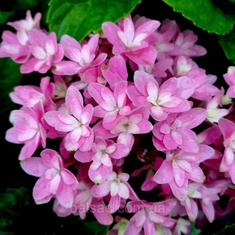 Гортензия Меджикал Фарфалла / Р12 / Hydrangea Magical Farfalla. Балаклея. фото 1 Гортензия Меджикал Фарфалла / Р12 / Hydrangea Magical Farfalla. Балаклея. фото 1