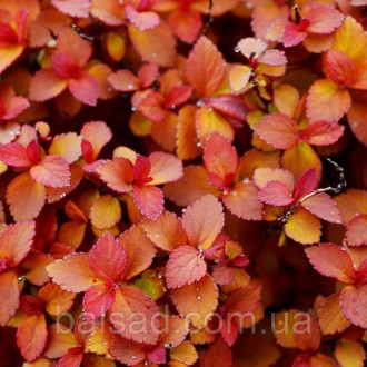 Спирея Зен Спирит Карамель / Р9 / Spiraea Zen Spirit Caramel. Балаклея. фото 1 Спирея Зен Спирит Карамель / Р9 / Spiraea Zen Spirit Caramel. Балаклея. фото 1