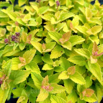 Спирея японская Голден Джек / Р9 / Spiraea japonica Golden Jack. Балаклея. фото 1 Спирея японская Голден Джек / Р9 / Spiraea japonica Golden Jack. Балаклея. фото 1