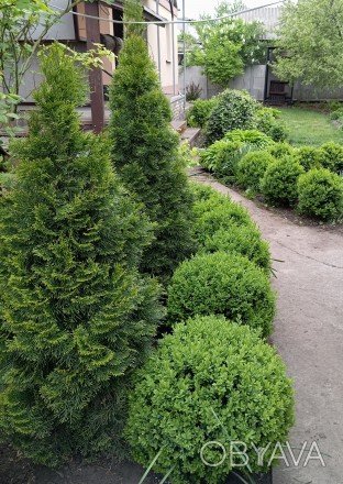 Самшит вічнозелений кулястої форми.