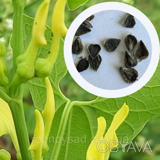 Кирказон обыкновенный семена 1 гр. (прибл. 50 шт) (Aristolochia clematitis) арис