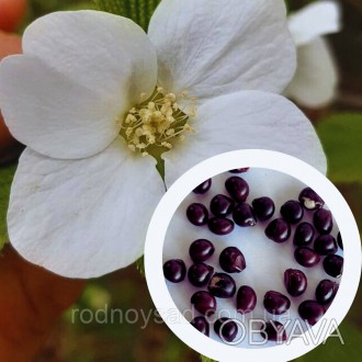 Розовик керриевидный семена (10 шт) (Rhodotypos scándens) родотипос