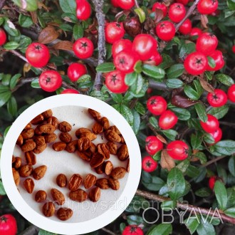 Кизильник горизонтальный семена 1 гр. (прибл. 50 шт) (Cotoneaster horizontalis)