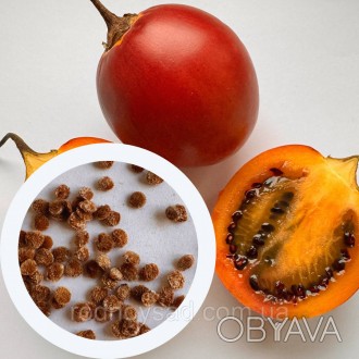 Тамарилло Томатное дерево семена (20 шт) (Cyphomandra betacea) цифомандра помидо