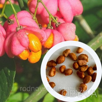 Бересклет европейский семена (10 шт) (Euonymus europaeus) бруслина декоративная
