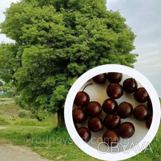 Каркас Западный семена (10 шт) (Celtis occidentalis) декоративный