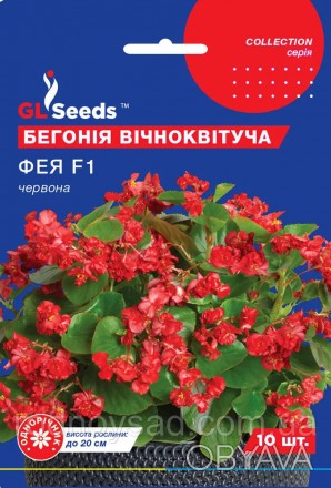 Бегония Фея красная F1 семена (10 шт) вечноцветущая, Collection, TM GL Seeds