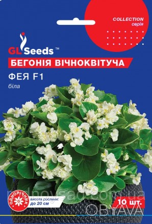 Бегония Фея белая F1 семена (10 шт) вечноцветущая, Collection, TM GL Seeds