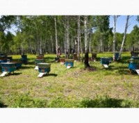 Бджолопакети продам. Київ. фото 1 Бджолопакети продам. Київ. фото 1