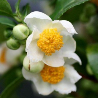 Камелія китайська (Camellia sinensis), або чайне дерево. Київ. фото 1 Камелія китайська (Camellia sinensis), або чайне дерево. Київ. фото 1