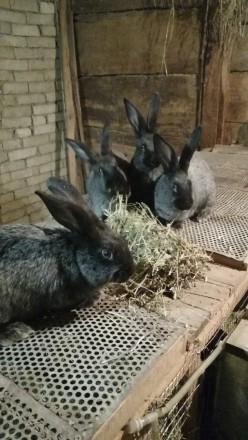 Продаються КРОЛІ ПОЛТАВСЬКЕ СРІБЛО. Мліїв. фото 1 Продаються КРОЛІ ПОЛТАВСЬКЕ СРІБЛО. Мліїв. фото 1