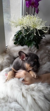Дівчинка з ідеальними даними, компактний тип. Миловидний baby екстер'єр. Рі. . фото 3