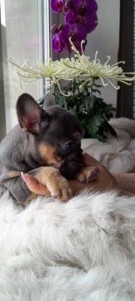 Дівчинка з ідеальними даними, компактний тип. Миловидний baby екстер'єр. Рі. . фото 4