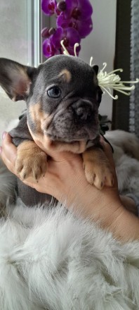 Дівчинка з ідеальними даними, компактний тип. Миловидний baby екстер'єр. Рі. . фото 5