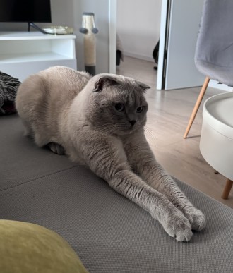 в'язка кота Київ. Київ. фото 1 в'язка кота Київ. Київ. фото 1