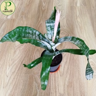 Ехмея Фасціата (Aechmea Fasciata).. Киев. фото 1 Ехмея Фасціата (Aechmea Fasciata).. Киев. фото 1