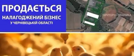 ДІЮЧА сучасна птахофабрика. Одеса. фото 1 ДІЮЧА сучасна птахофабрика. Одеса. фото 1
