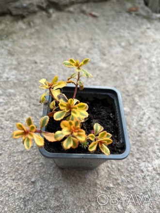 Седум/очиток камчатский Вариегата (Sedum kamtschaticum Variegatum) нискорослый