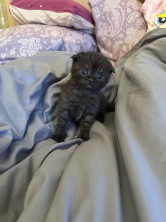 Продам породистого шотландського кошеня. . фото 4 Продам!
1 хлопчик темна димка Scottish Fold (висловушки)
⠀
Народився 1.04.20. . фото 4