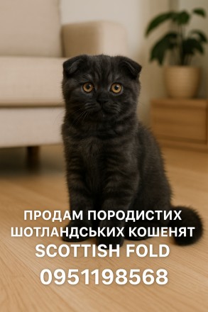Продам породистого шотландського кошеня. Днепр. фото 1 Продам породистого шотландського кошеня. Днепр. фото 1