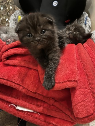 Продам породистого шотландського кошеня. . фото 3 Продам!
1 хлопчик темна димка Scottish Fold (висловушки)
⠀
Народився 1.04.20. . фото 3